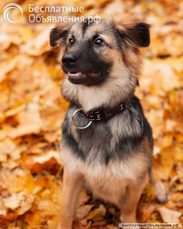 Соня в поисках семьи