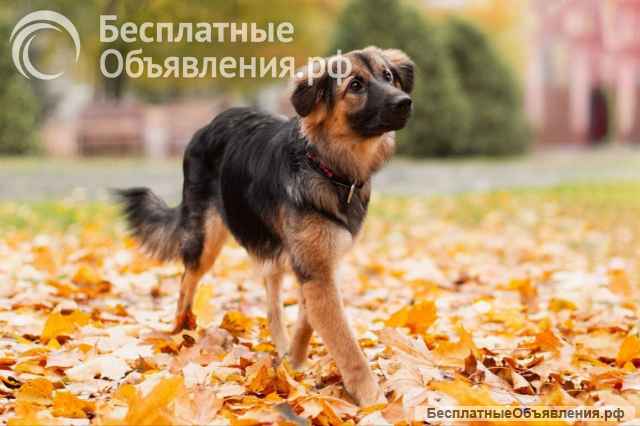 Соня в поисках семьи