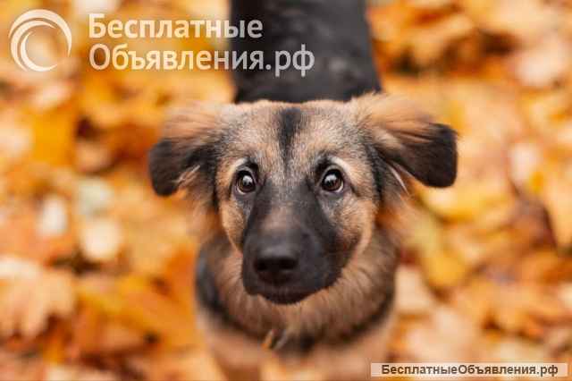 Соня в поисках семьи