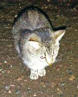 Маленькое сердце, брошенное на дачах, ищет дом