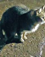 Маленькое сердце, брошенное на дачах, ищет дом