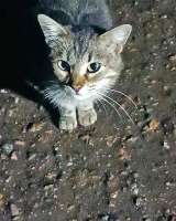 Маленькое сердце, брошенное на дачах, ищет дом