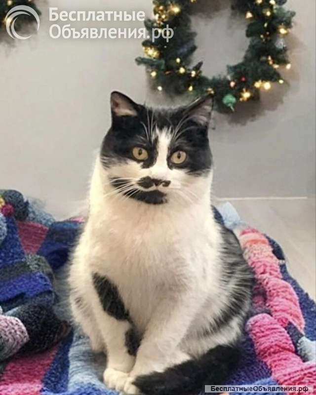 Кошечка Буся в ожидании добрых хозяев