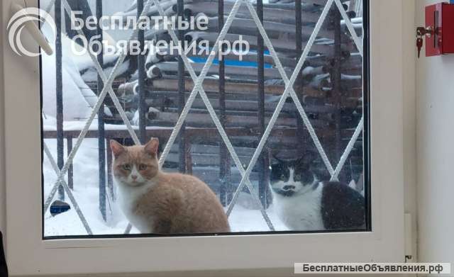 Кошечка Буся в ожидании добрых хозяев