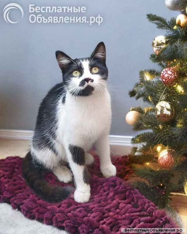 Кошечка Буся в ожидании добрых хозяев