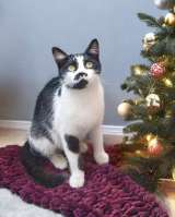 Кошечка Буся в ожидании добрых хозяев