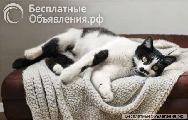 Кошечка Буся в ожидании добрых хозяев