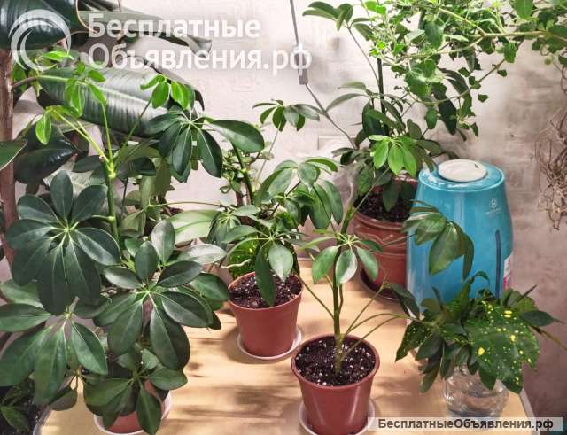 Шеффлера, цветок комнатный в горшке, шефлера