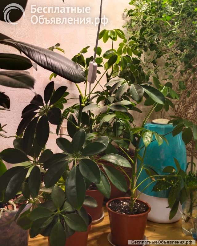 Шеффлера, цветок комнатный в горшке, шефлера