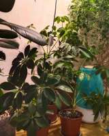 Шеффлера, цветок комнатный в горшке, шефлера