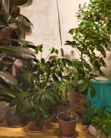 Шеффлера, цветок комнатный в горшке, шефлера