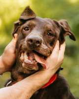 Метис лабрадора Валико ищет дом