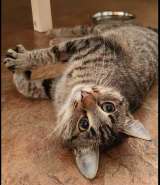 Кошечка Пружинка в добрые руки