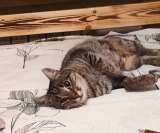 Кошечка Пружинка в добрые руки