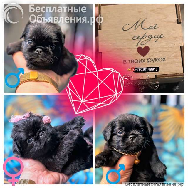 Черные бельгийцы. Ноябрь 2025