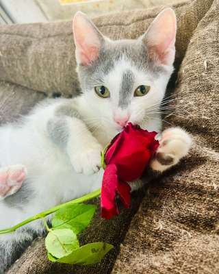 Ласковый котенок в дар