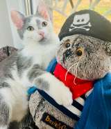 Ласковый котенок в дар