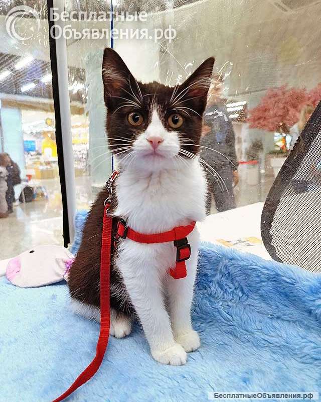 Котёнок девочка маркизного окраса по имени Носюша ищет дом