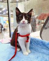 Котёнок девочка маркизного окраса по имени Носюша ищет дом