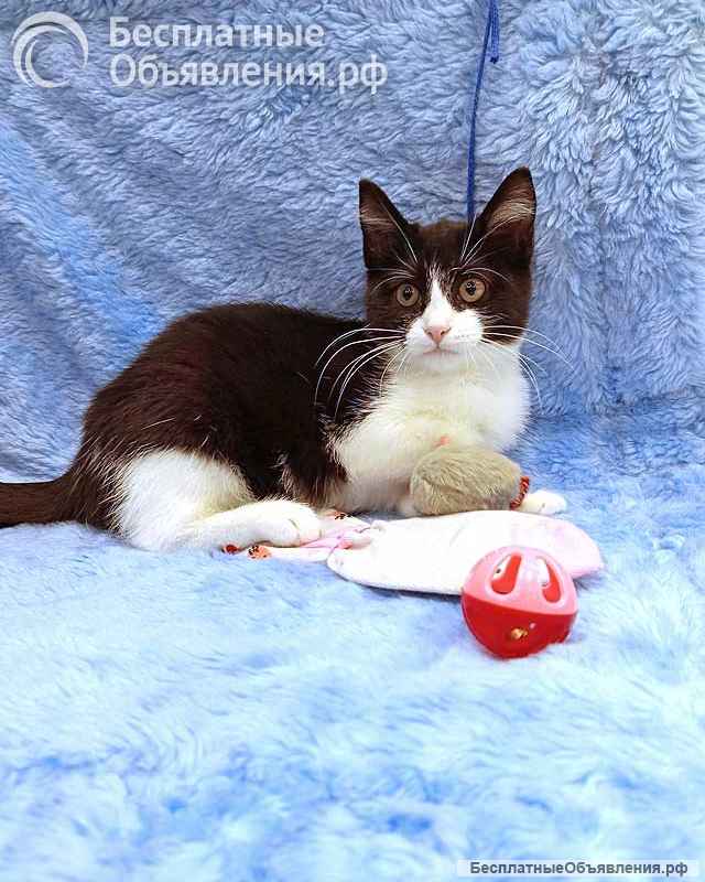 Котёнок девочка маркизного окраса по имени Носюша ищет дом