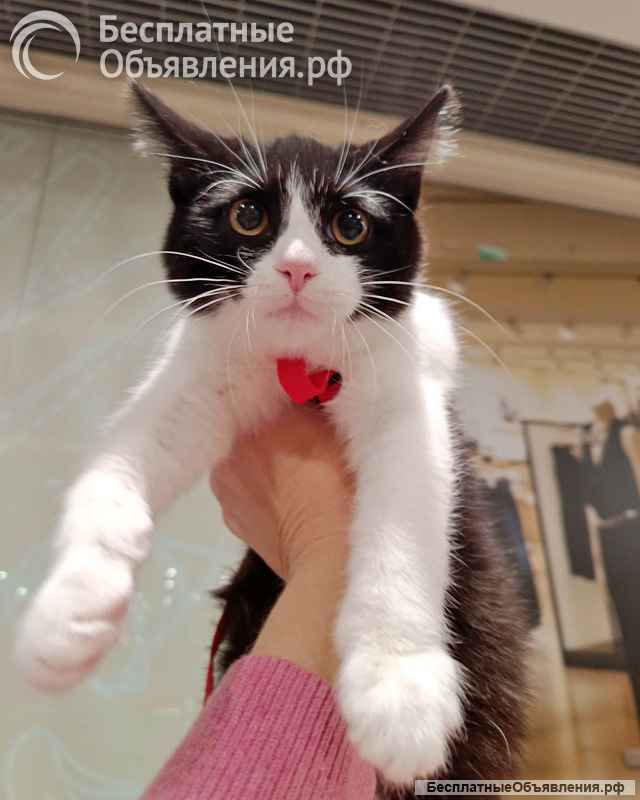 Котёнок девочка маркизного окраса по имени Носюша ищет дом