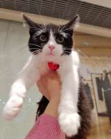 Котёнок девочка маркизного окраса по имени Носюша ищет дом