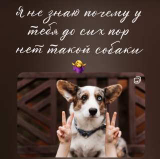 Корги избавит от осенней хандры