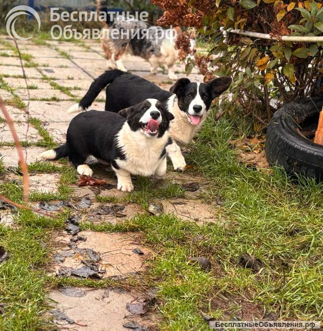 Корги избавит от осенней хандры