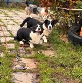 Корги избавит от осенней хандры