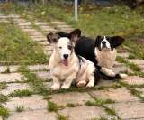 Корги избавит от осенней хандры