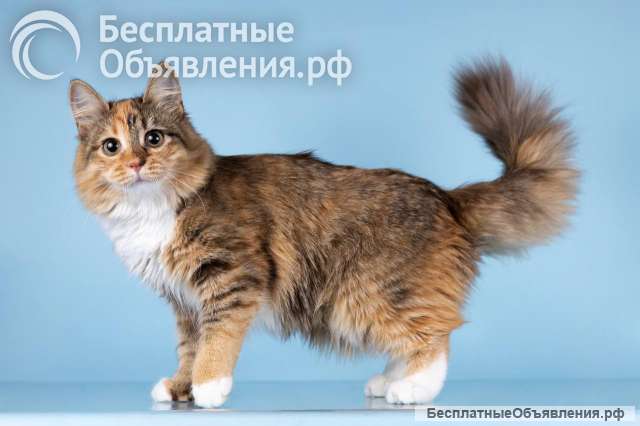 Для котёнка-подростка Фионы ищем самые добрые руки