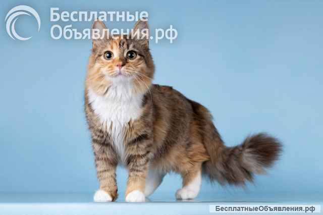 Для котёнка-подростка Фионы ищем самые добрые руки