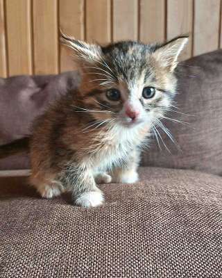 Ищем добрые руки для очаровательных котят