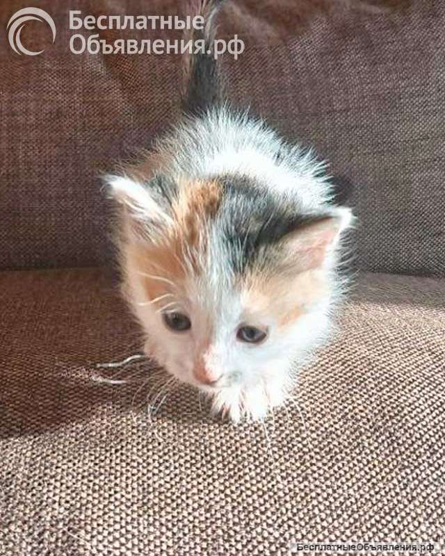 Ищем добрые руки для очаровательных котят