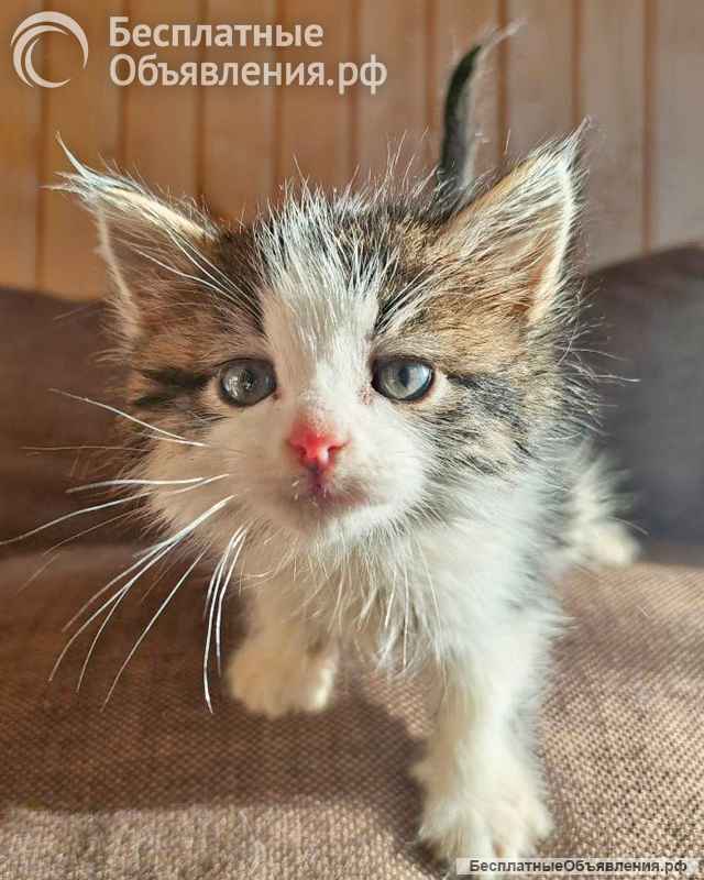 Ищем добрые руки для очаровательных котят