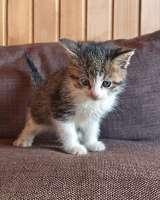 Ищем добрые руки для очаровательных котят