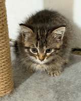 Ищет дом полосатая котенок - девочка Пуша