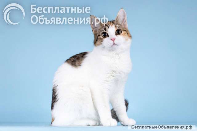 Для котёнка-подростка Ники ищем самые добрые руки