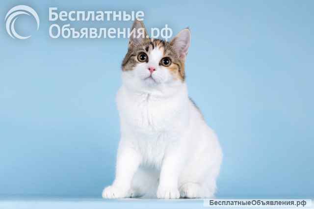 Для котёнка-подростка Ники ищем самые добрые руки