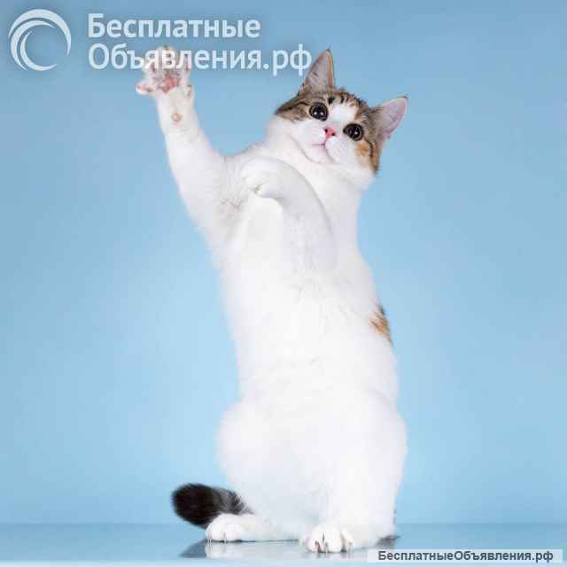 Для котёнка-подростка Ники ищем самые добрые руки