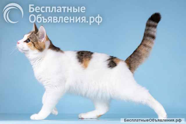 Для котёнка-подростка Ники ищем самые добрые руки