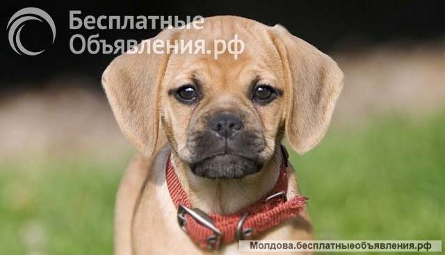 Щенки Пагальера