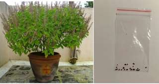 Семена туласи, в пакетике, для выращивания дома