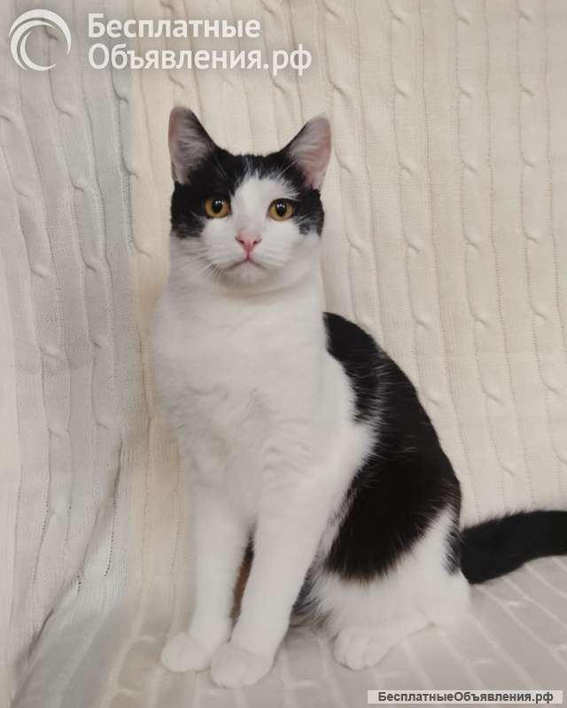 Котик Лаврик ищет дом