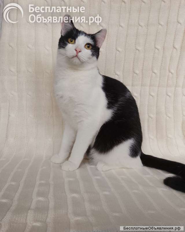 Котик Лаврик ищет дом