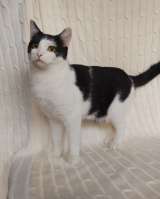 Котик Лаврик ищет дом