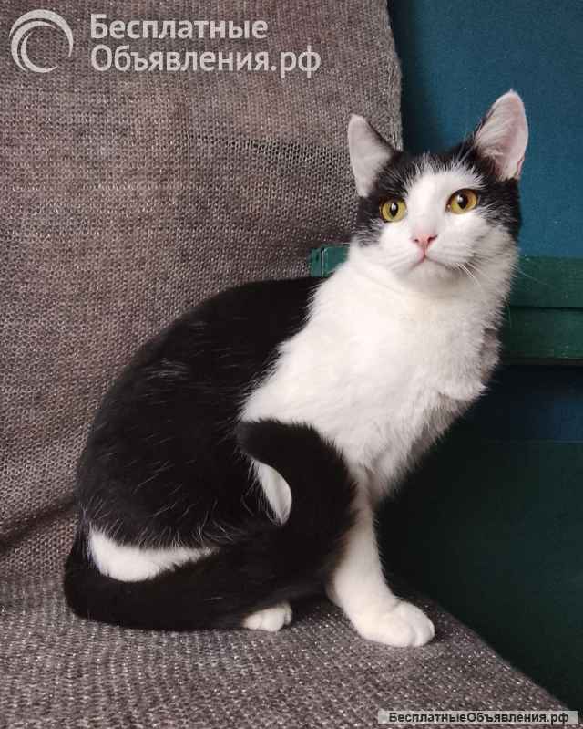 Котик Лаврик ищет дом