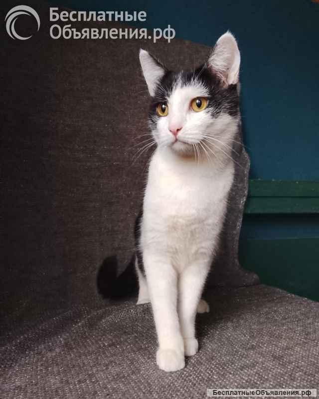 Котик Лаврик ищет дом