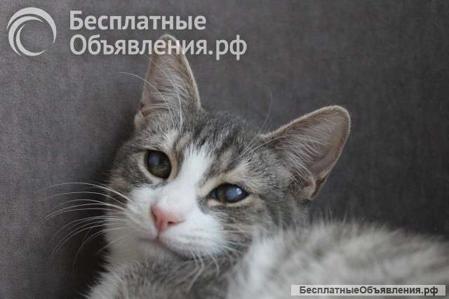 Ищем дом нежному Марсику