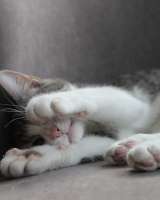 Ищем дом нежному Марсику